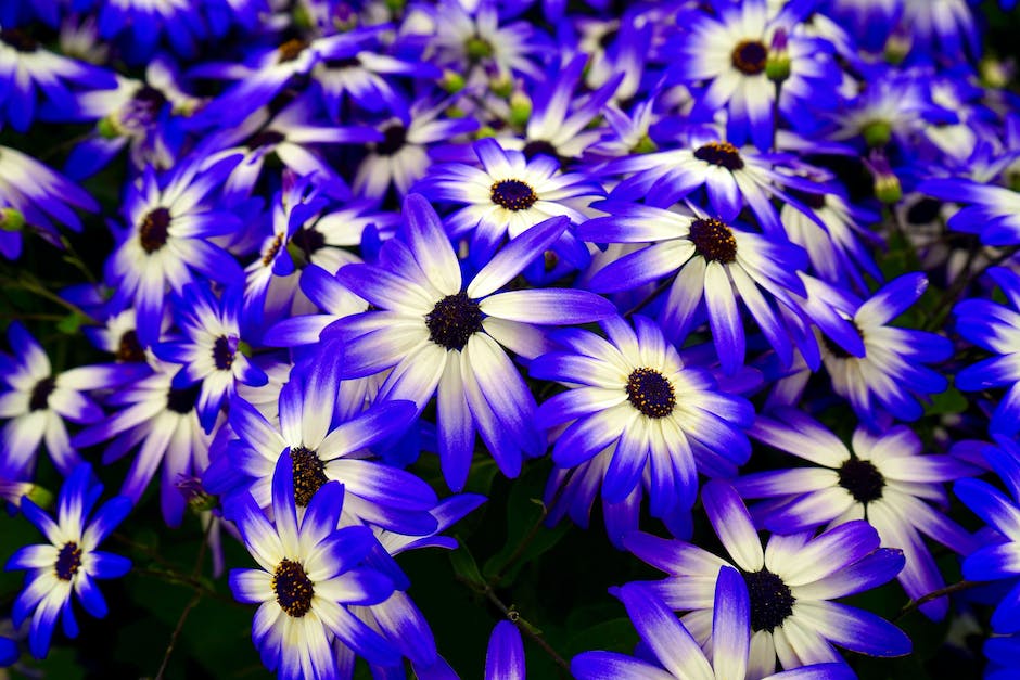 Bäume blühen Frühling Sommer Herbst