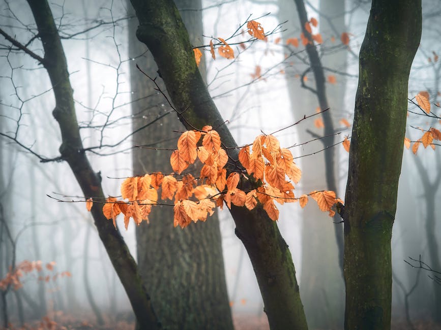 Bäume verlieren Blätter in der Herbstsaison