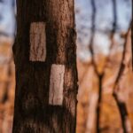 Warum werden Bäume weiss gestrichen