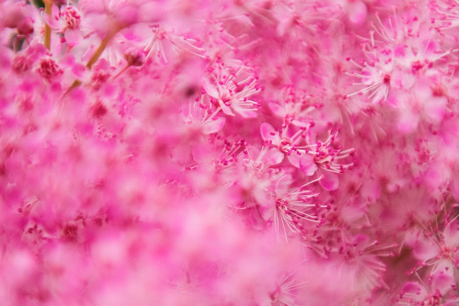  Frühlingsbäume mit rosa Blüten