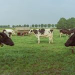 Bäume fällen Schleswig-Holstein ohne Genehmigung erlaubt