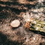 Bäume mit Hartholz – Eigenschaften und Arten