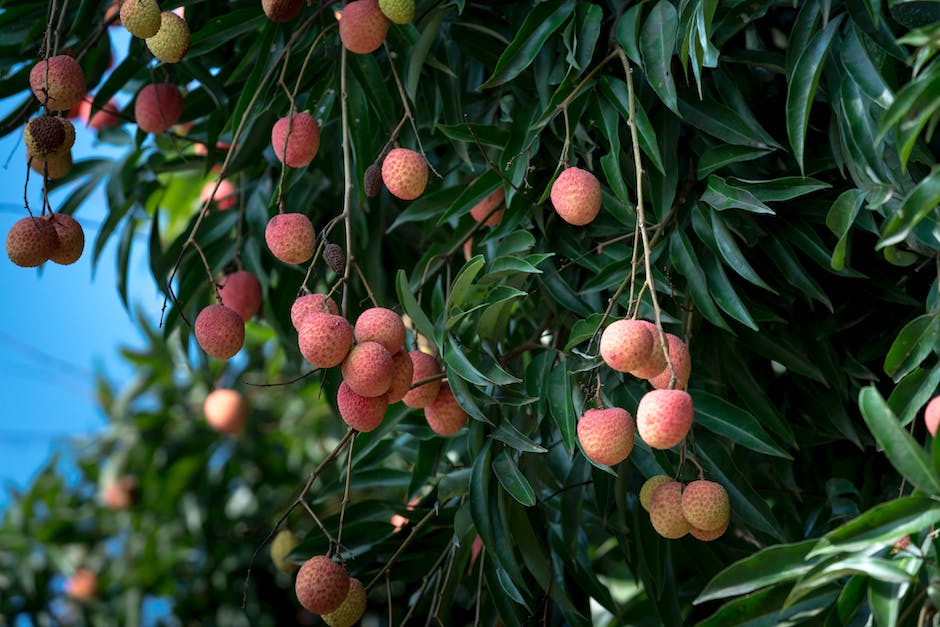 Früchte wie Apfel, Birnen und Zitronen wachsen am Baum.
