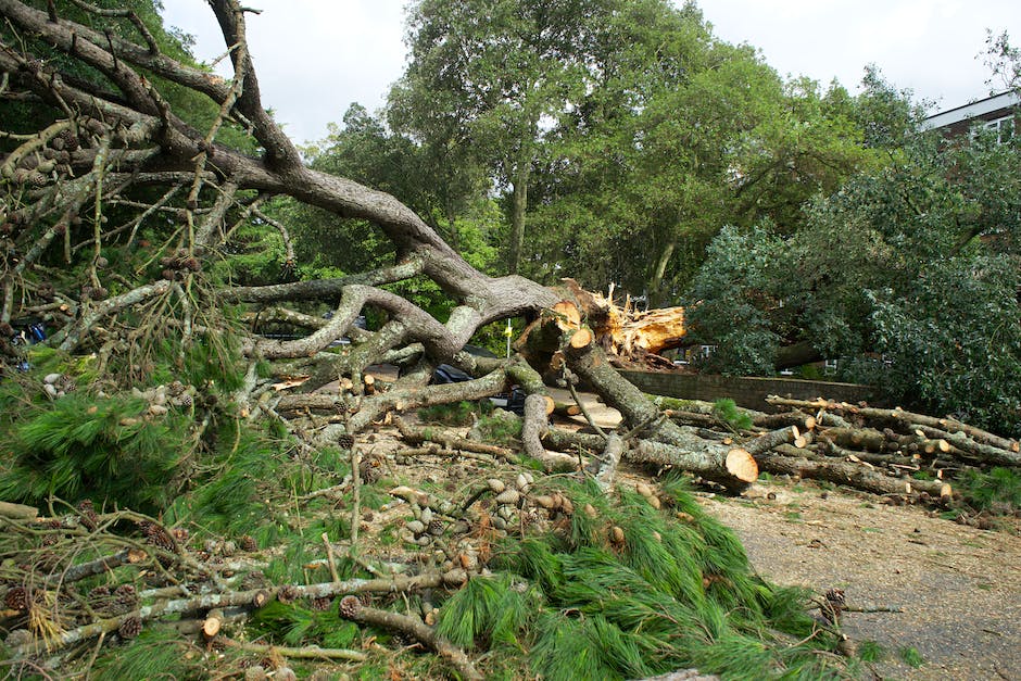 Versicherungsschutz bei Schäden durch herabfallenden Nachbar-Baum