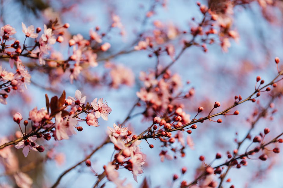 Baum mit rosa Blütenblättern