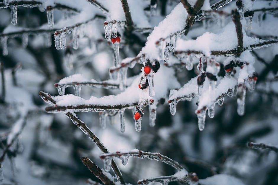 Baum Schneiden für gesundes Wachstum