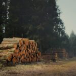 Baumfällen: wann es erlaubt und wann verboten ist