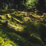 Baumfällen in NRW: Erlaubnis und Bestimmungen