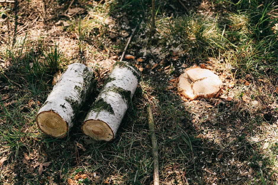 Waldfällung: Wann ist Fällen von Bäumen erlaubt?