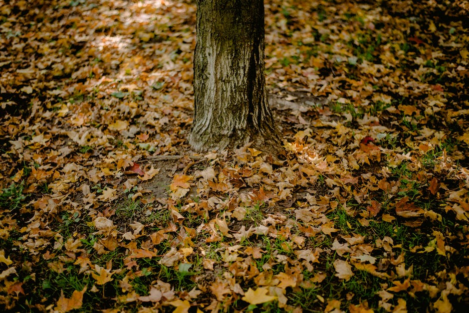 Baum Blätterfall kann beginnen