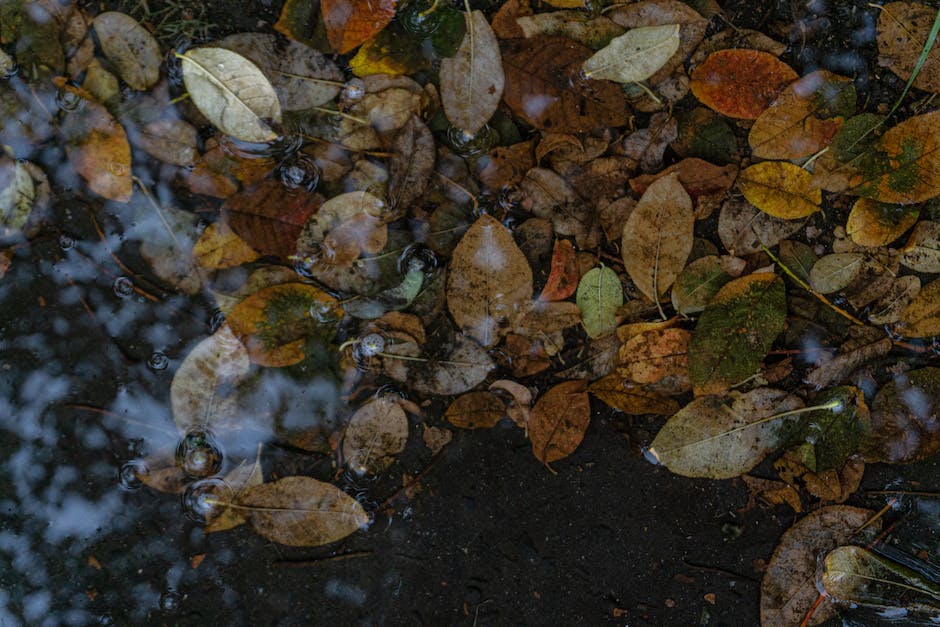  Blätterfallen vom Baum