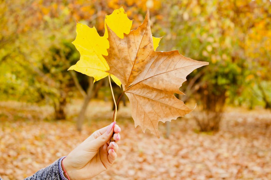 Färbung der Blätter Herbst 2021