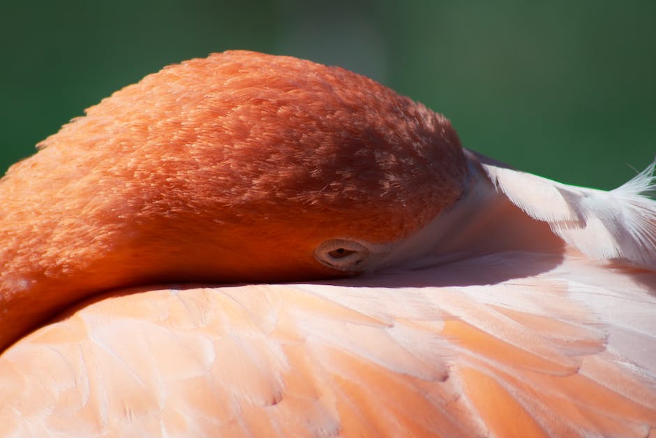 flamingobaum schneiden