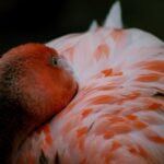 Flamingo-Baum-Schneideanleitung