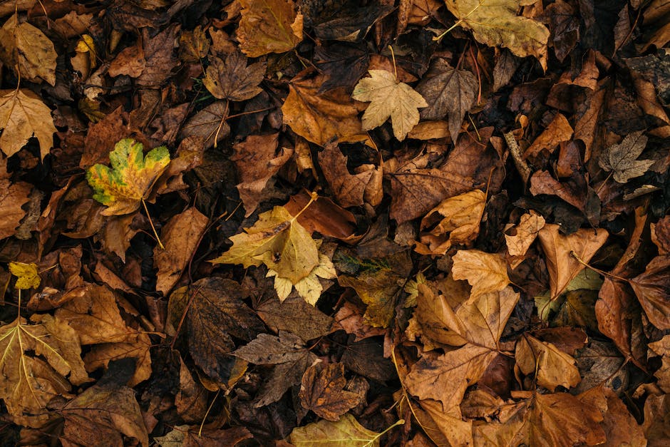 Bäume Blätter Färbung Veränderung Wettereinfluss Herbst