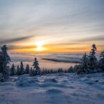 Bäume im Winter fällen - Nachteile und Vorteile