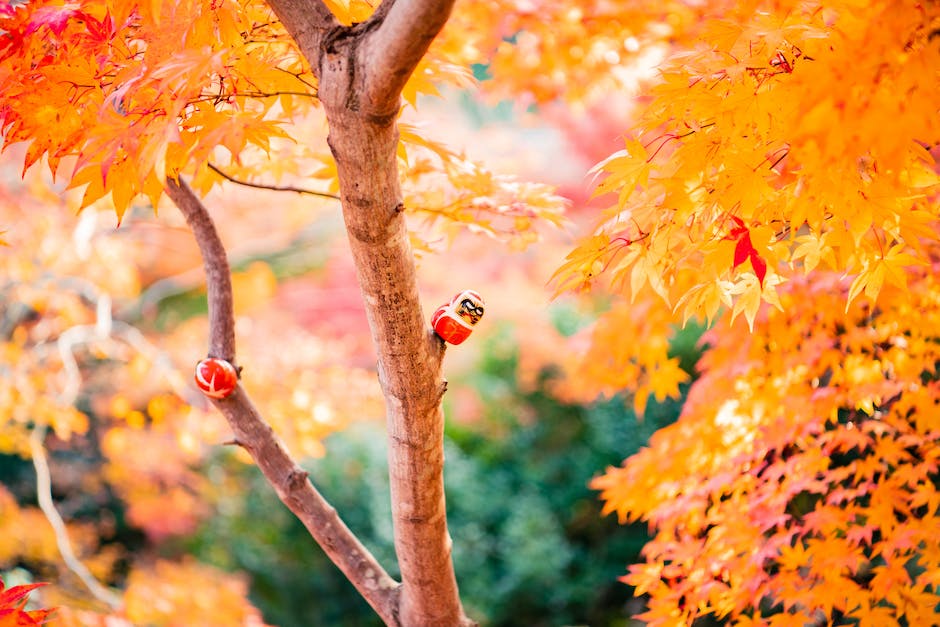 Warum Laub im Herbst vom Baum fällt