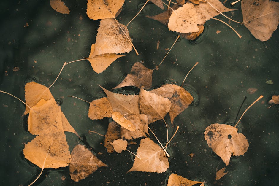 Warum Bäume im Herbst ihre Blätter abwerfen