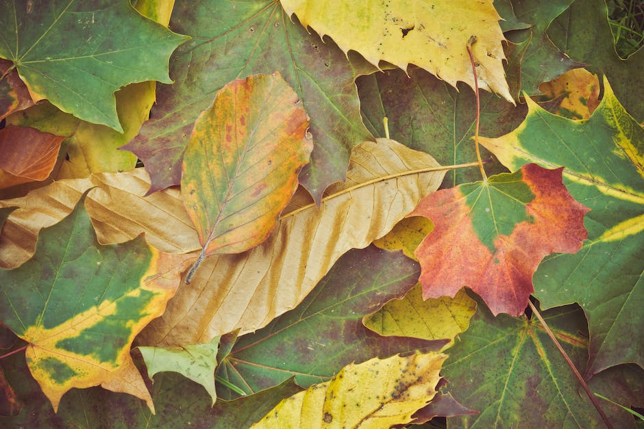  Warum werden Blätter im Herbst von Bäumen abgeworfen