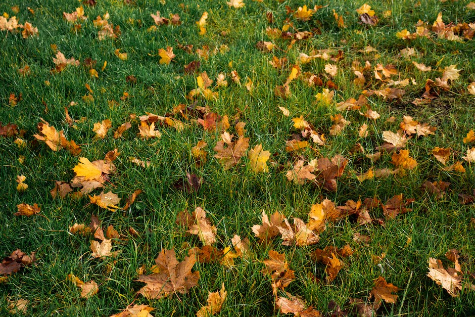  Warum Bäume im Herbst Blätter abwerfen Grundschule