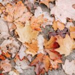 Warum Blätter von Bäumen an Grundschulen fallen