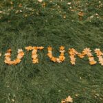 Warum Blätter im Herbst vom Baum fallen