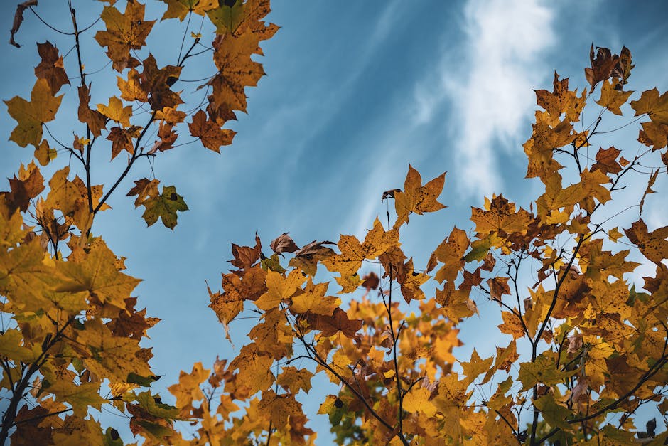 Arbeitsblatt zu warum Blätter im Herbst von Bäumen fallen