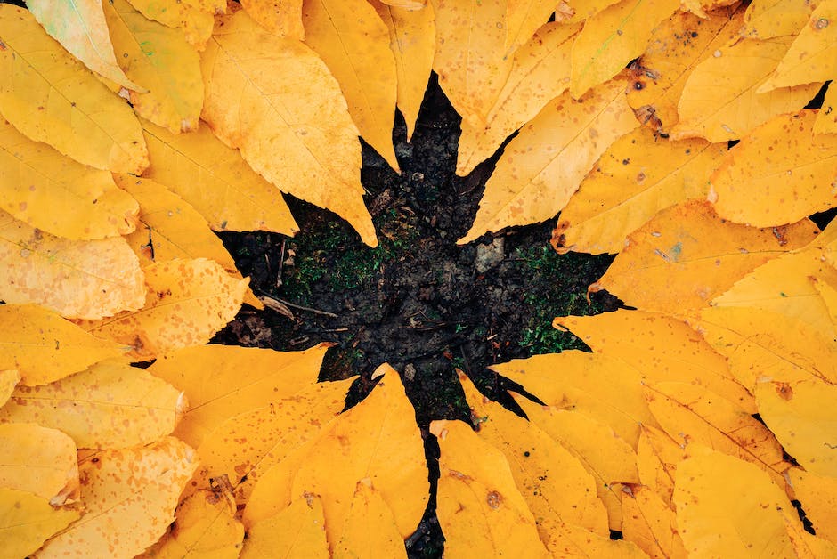  Arbeitsblatt zu Warum fallen im Herbst die Blätter von den Bäumen