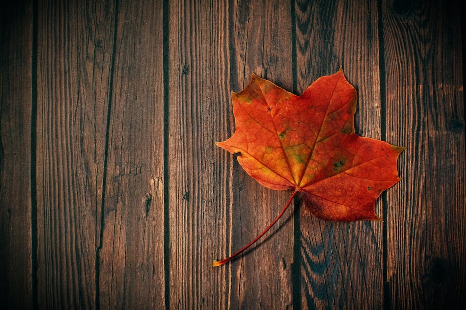  Warum fallen im Herbst Blätter von Bäumen in der Grundschule