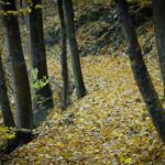 warum verlieren Bäume im Winter ihre Blätter