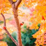 Warum Blätter im Winter von Bäumen abfallen