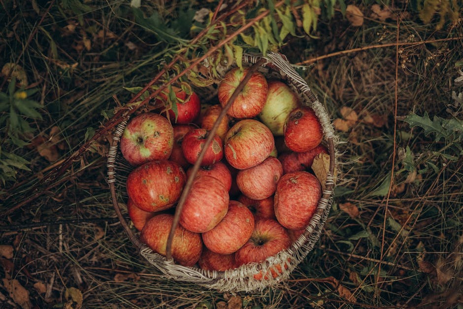  Warum Äpfel vom Baum fallen – Ein Blick auf die Naturwissenschaft