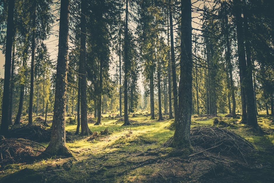 Bäume für die Umwelt und Sauerstoffversorgung