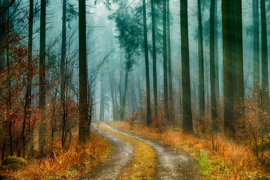 Ein Bild von einem erdabdeckenden Wald, der sich über einen Hügel erstreckt und darstellt, warum es Bäume gibt