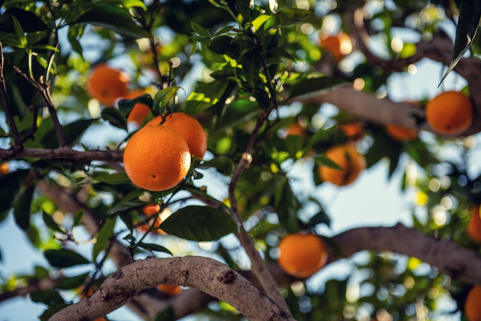 Bäume tragen Früchte, um sich selbst und andere Organismen zu ernähren