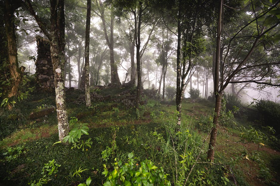  Warum große Bäume im tropischen Regenwald Brettwurzeln entwickeln