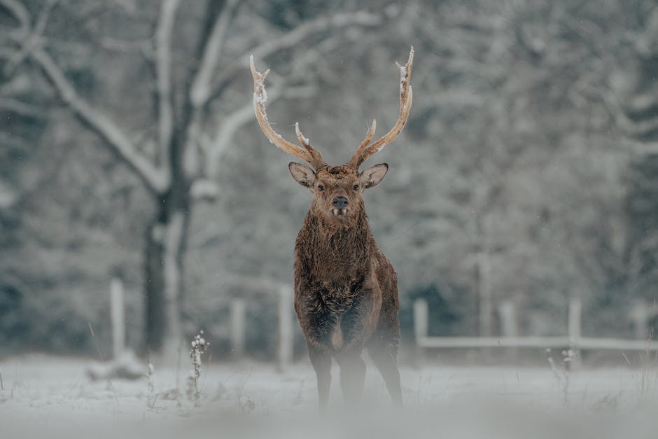 Raupen am Baum hängend erklärt