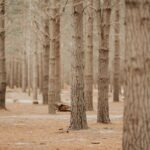 Warum Harz in Bäumen