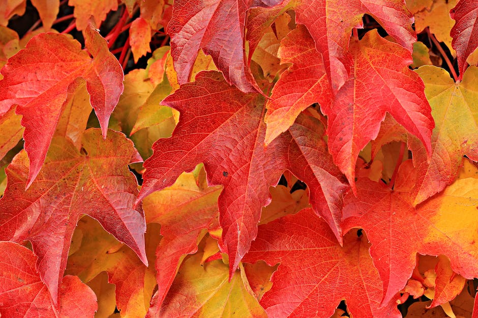 Bäume kleiden sich im Herbst in eine malerische Melodie aus.