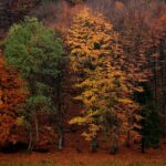 Warum Bäume sich in Herbst farbenfroh verändern