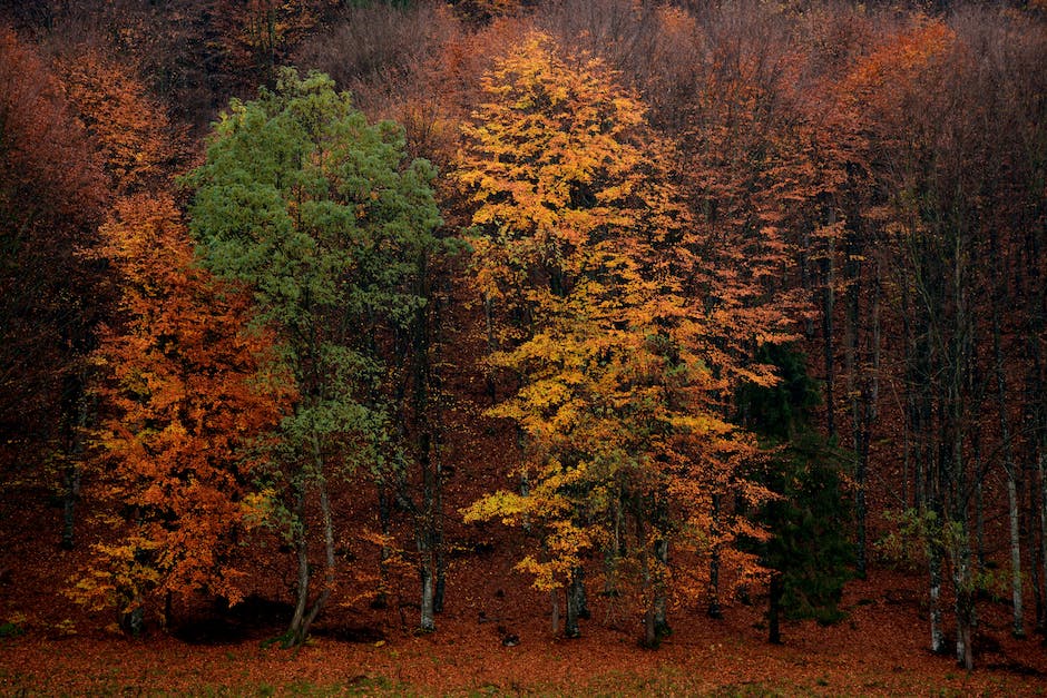 Warum Bäume sich in Herbst farbenfroh verändern