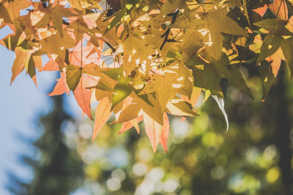 Warum Bäume Blätter im Herbst abwerfen