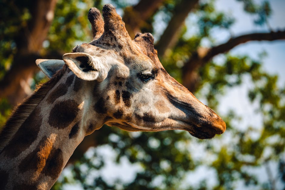 Giraffen lecken an Bäumen um Mineralien zu erhalten