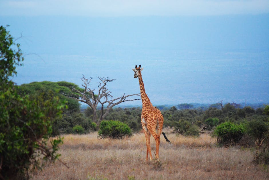 Warum Giraffen an Bäumen lecken