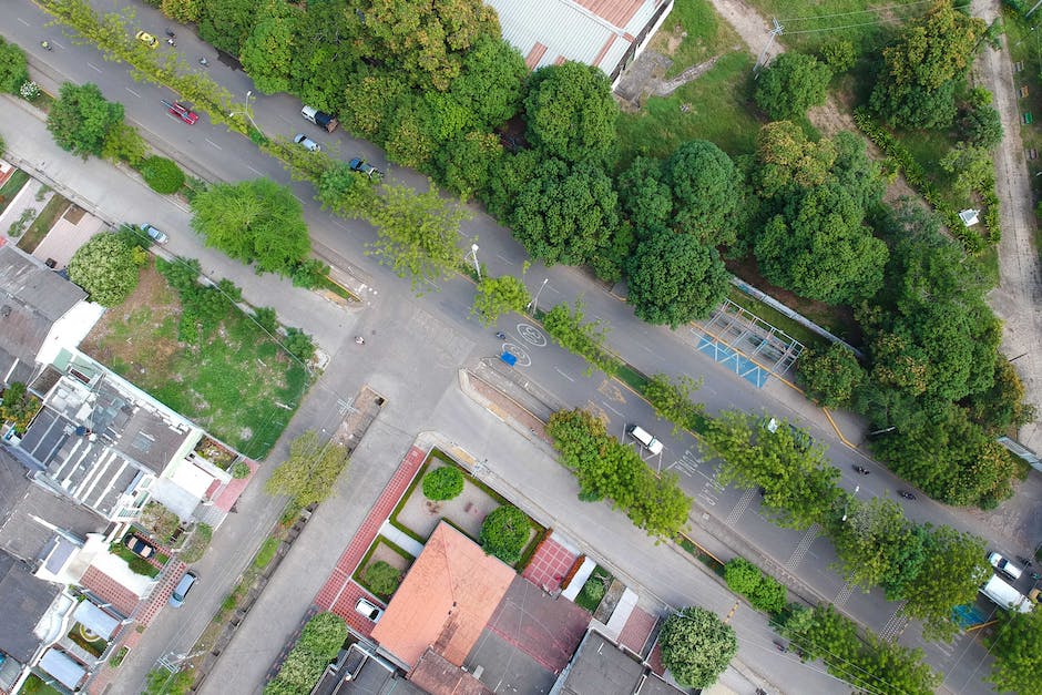 Bäume an Straßen pflanzen für mehr Sauberkeit und Biodiversität
