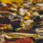 Bäume im Herbst verlieren ihre Blätter