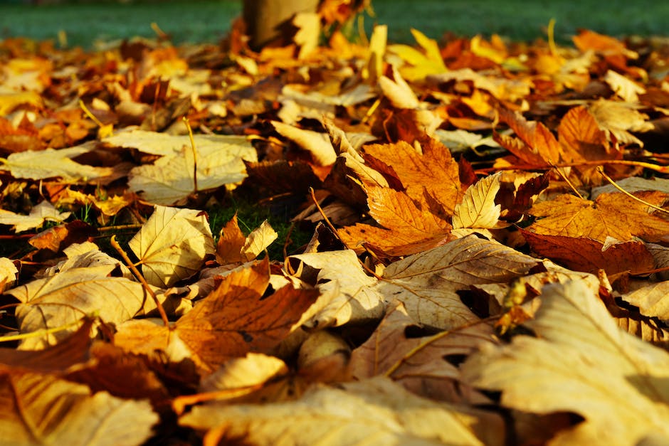  Warum im Herbst Blätter von Bäumen fallen