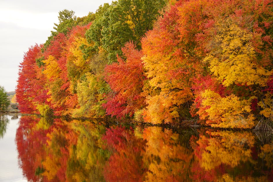  Warum fallen Bäume im Herbst die Blätter ab