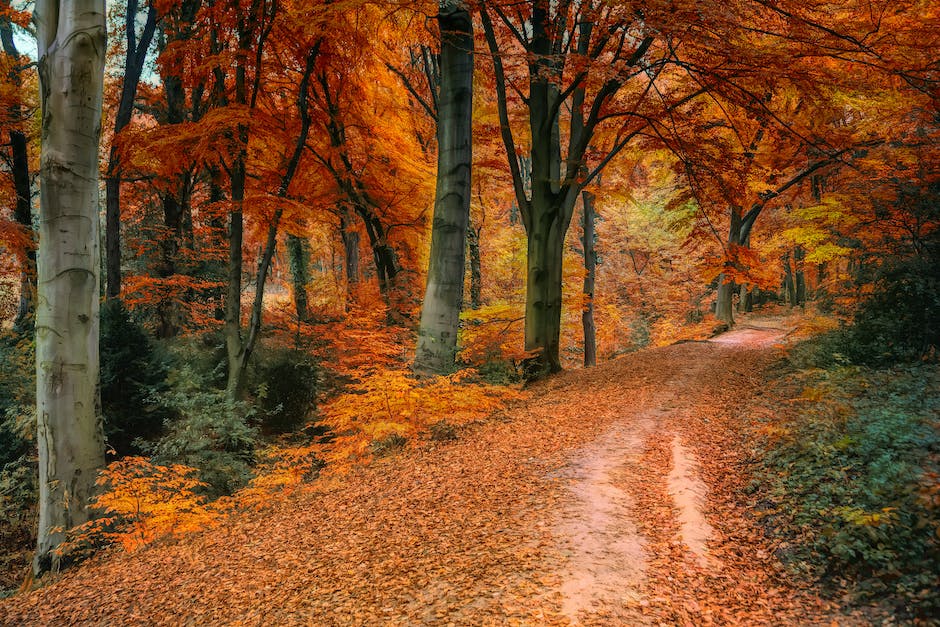 Baum im Herbst Blätter abwerfen warum