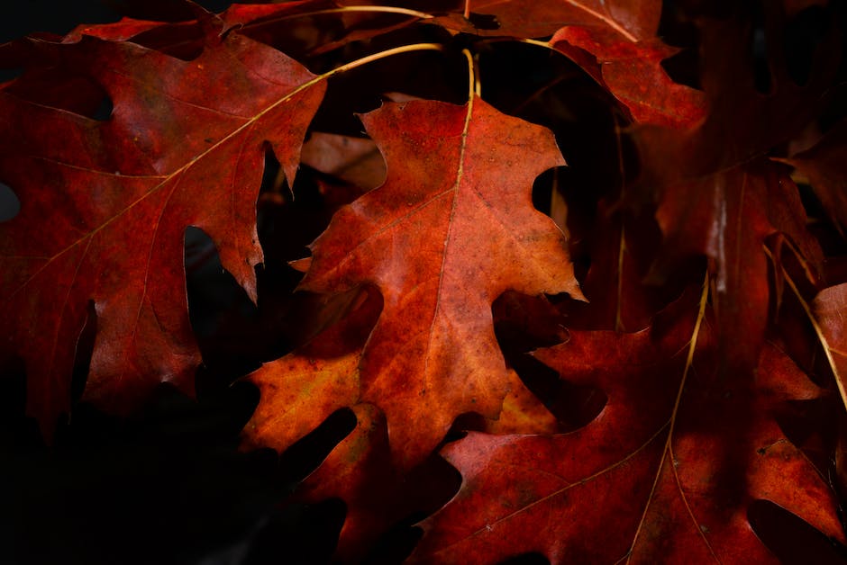  Warum Blätter von Bäumen im Herbst für Grundschüler abfallen